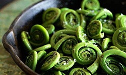 Fiddlehead / Pikopiko