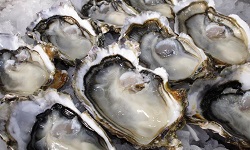 Chilean oyster / Moana