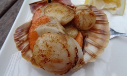 Scallop / Tipa